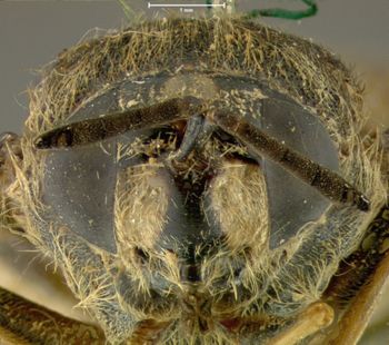 Media type: image;   Entomology 12550 Aspect: head frontal view